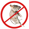 Dead Animal