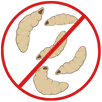 Maggot Control Croydon